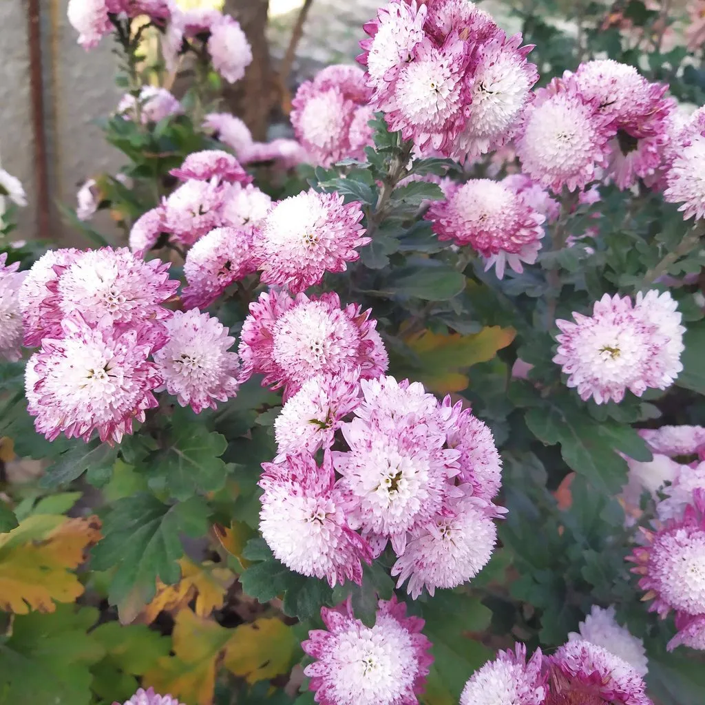 Чайная беседка