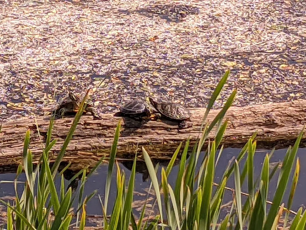 Чайная беседка