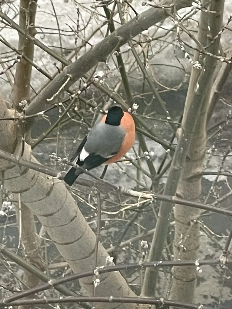 Tapтaлeтки & Ко