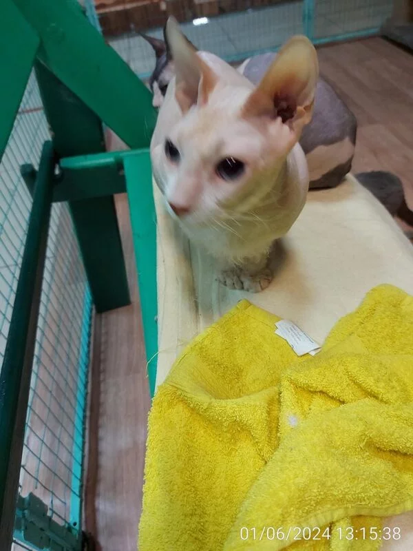 Чайная беседка