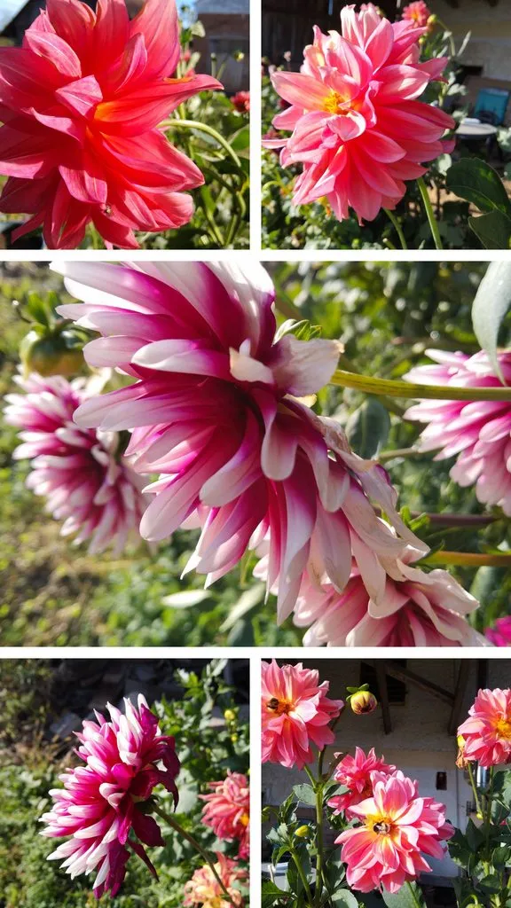 Чайная беседка