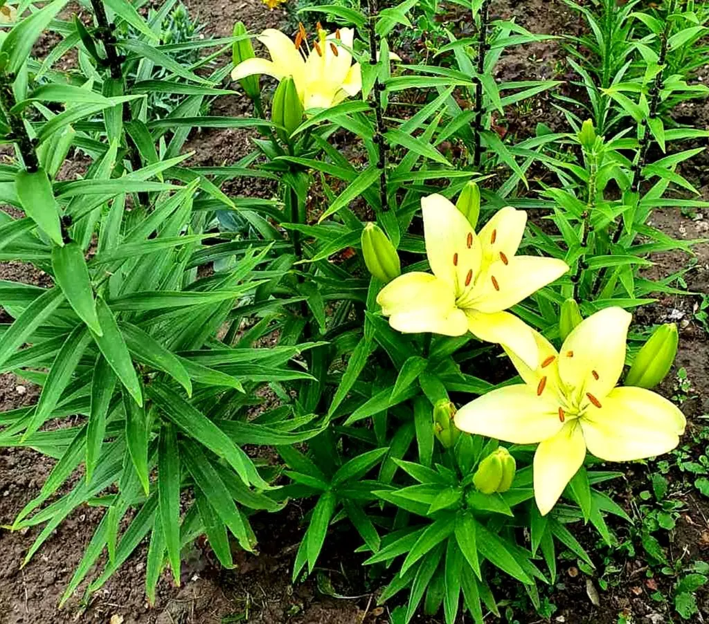 Чайная беседка