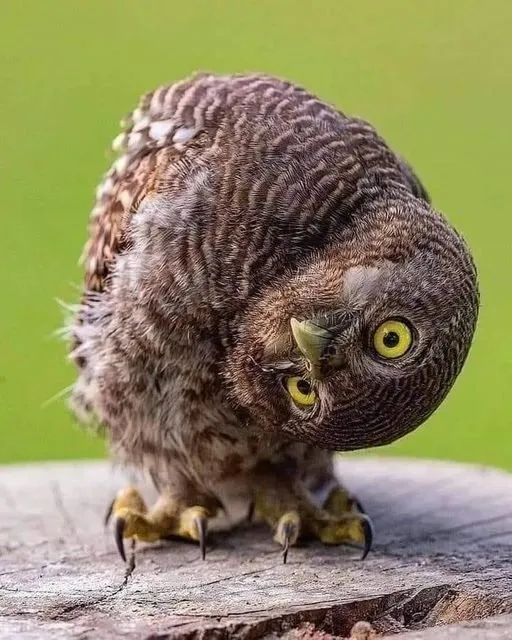 Эти забавные животные