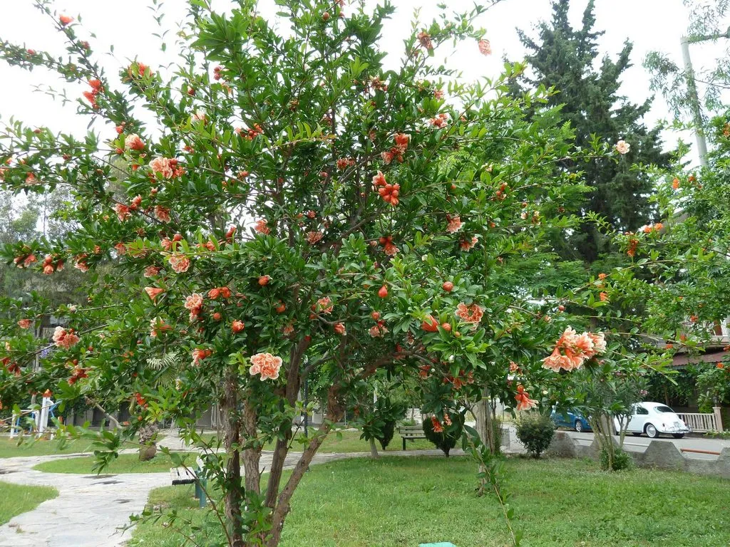 Флора