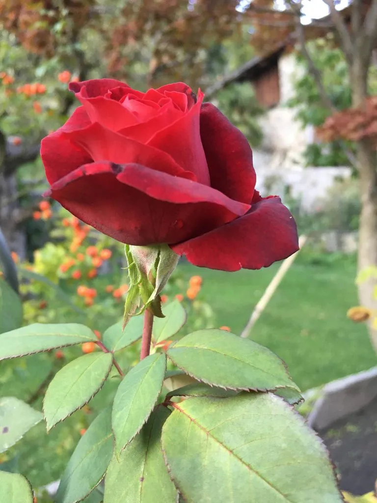 Чайная беседка