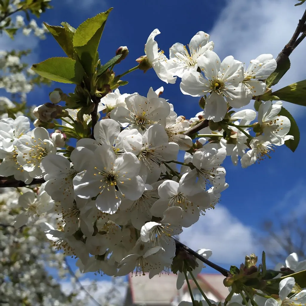 Чайная беседка