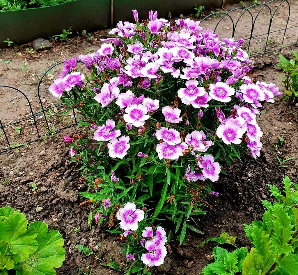 Чайная беседка