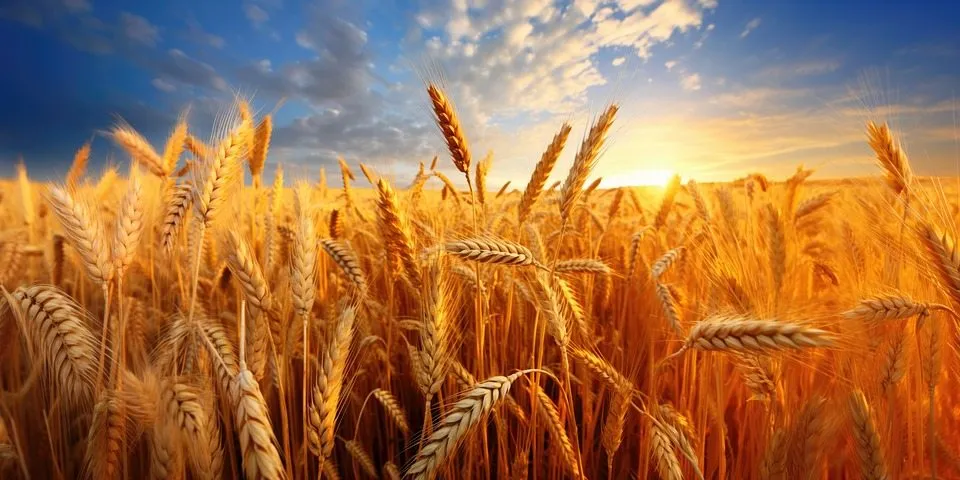 Пшеничный крахмал для  улучшения хлебопечения и пивоварения