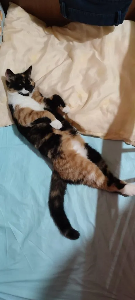 Tapтaлeтки & Ко