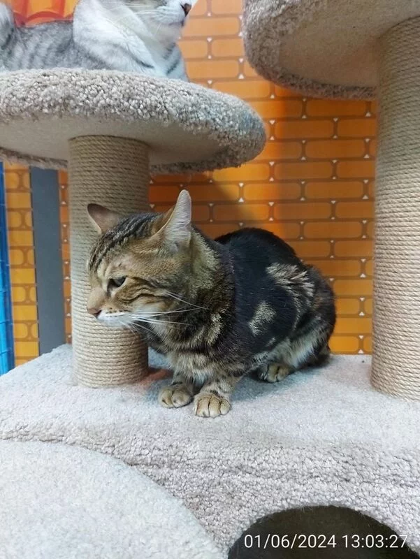 Чайная беседка