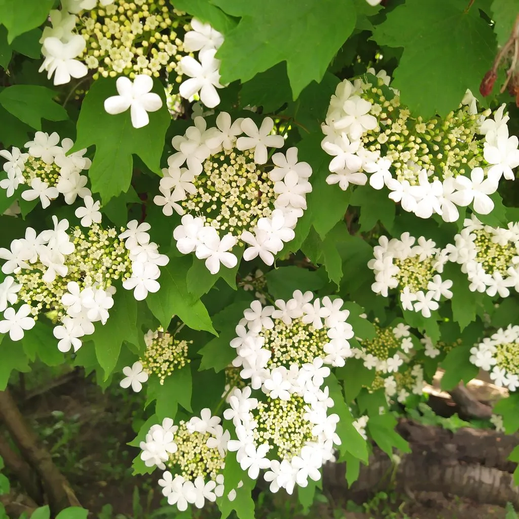 Чайная беседка