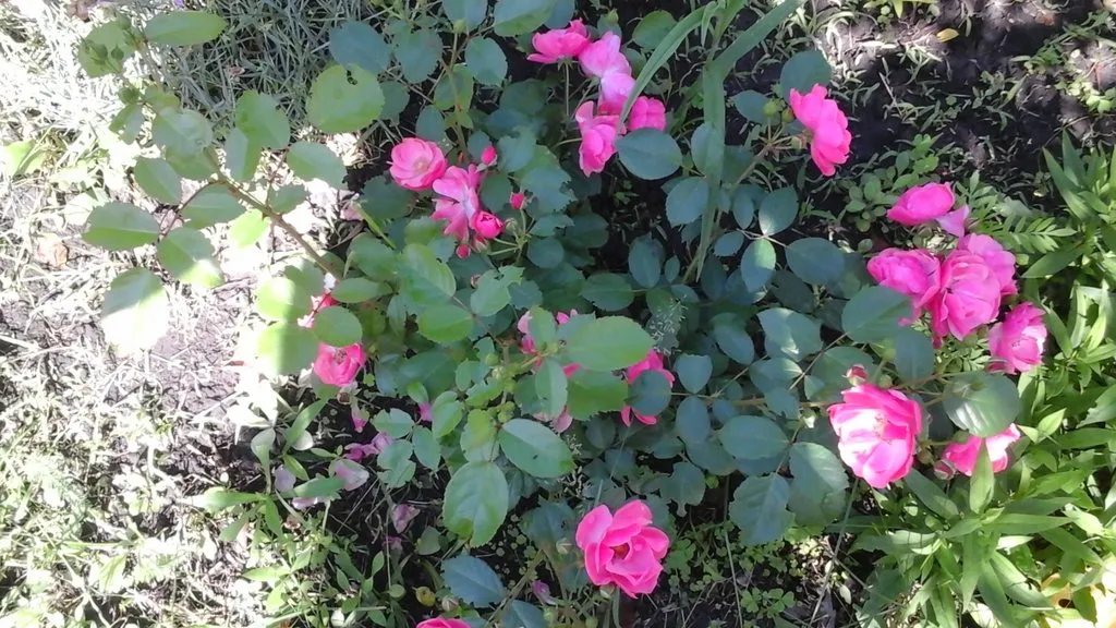 Чайная беседка