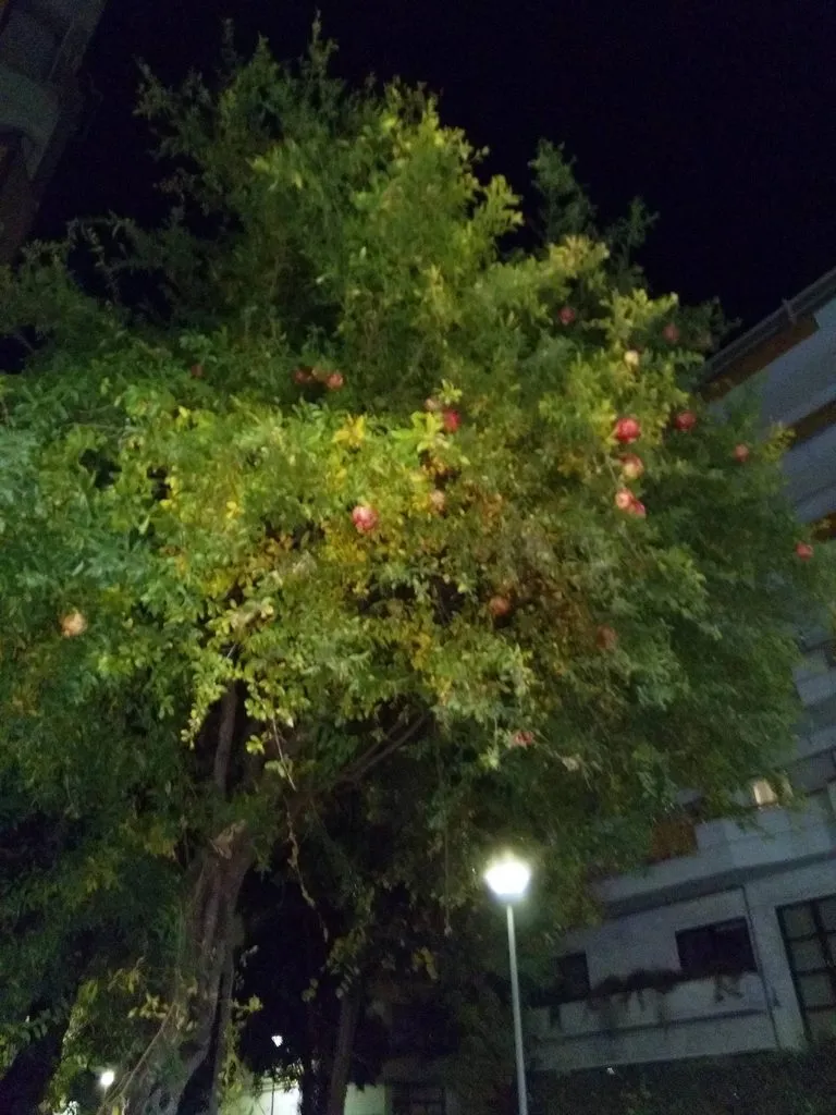 Чайная беседка