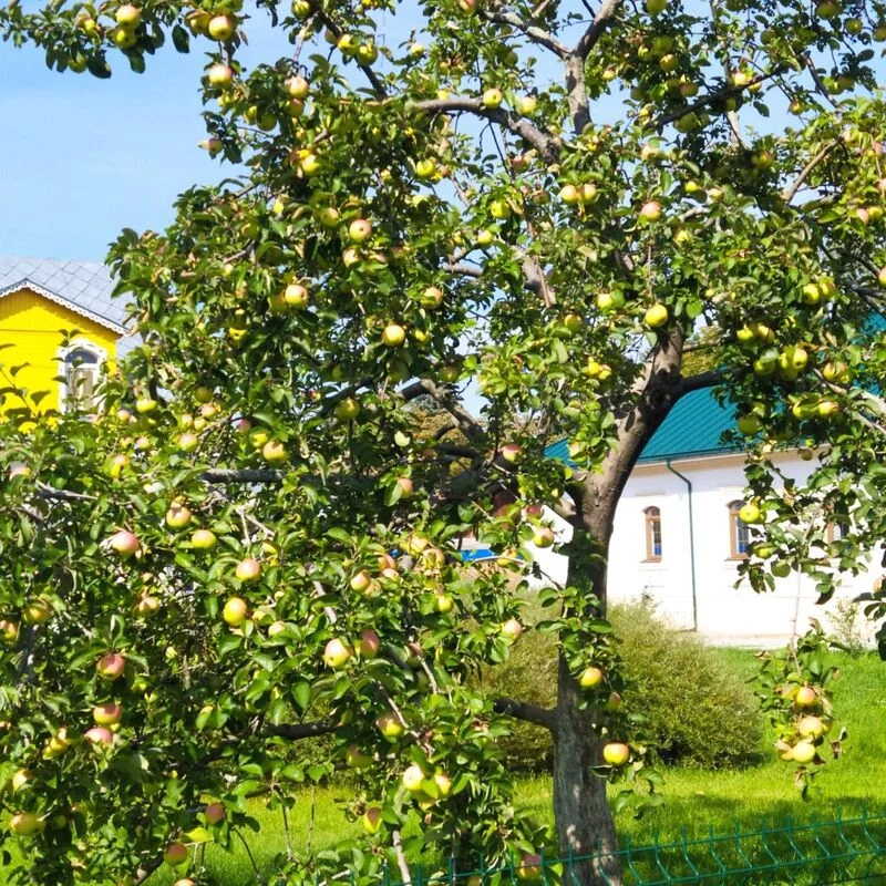 Чайная беседка