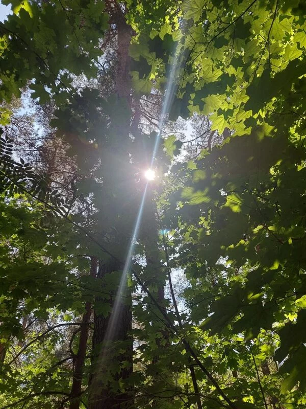 Чайная беседка