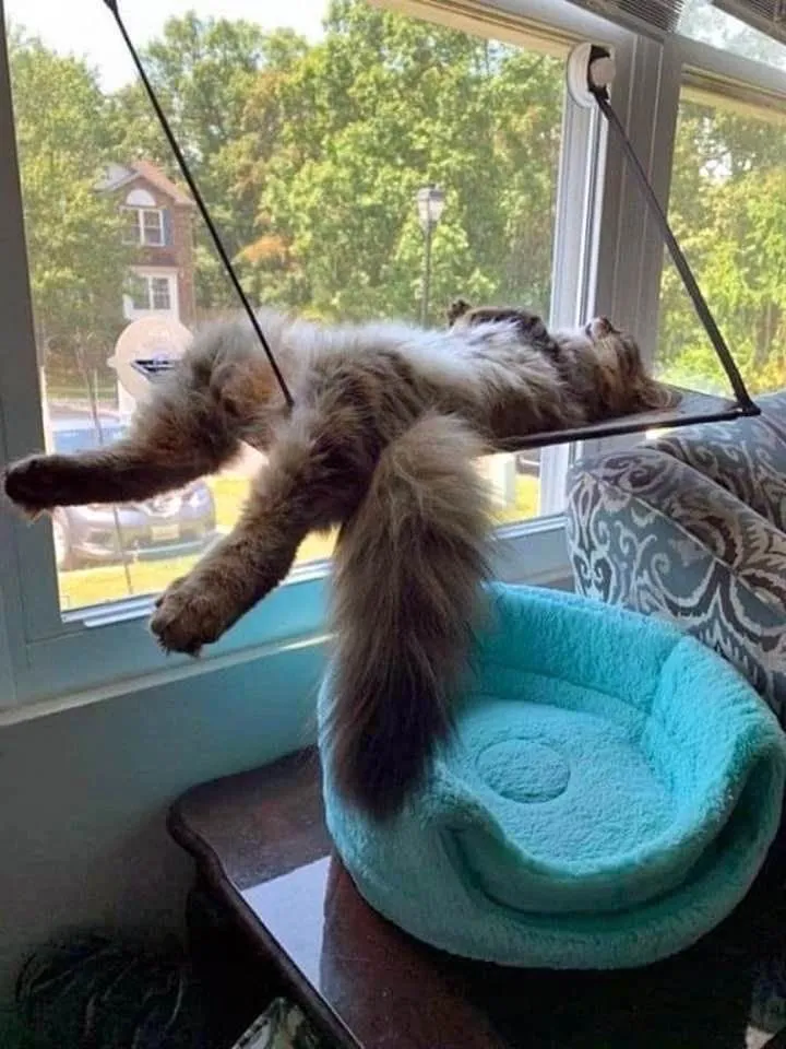 Эти забавные животные