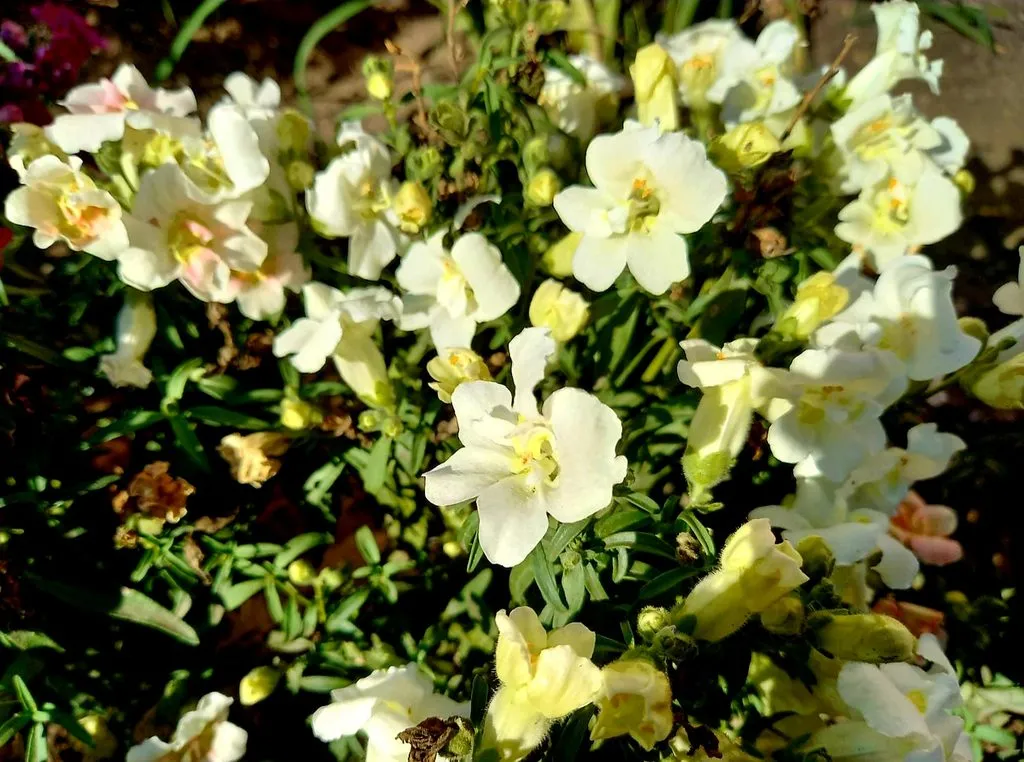 Чайная беседка