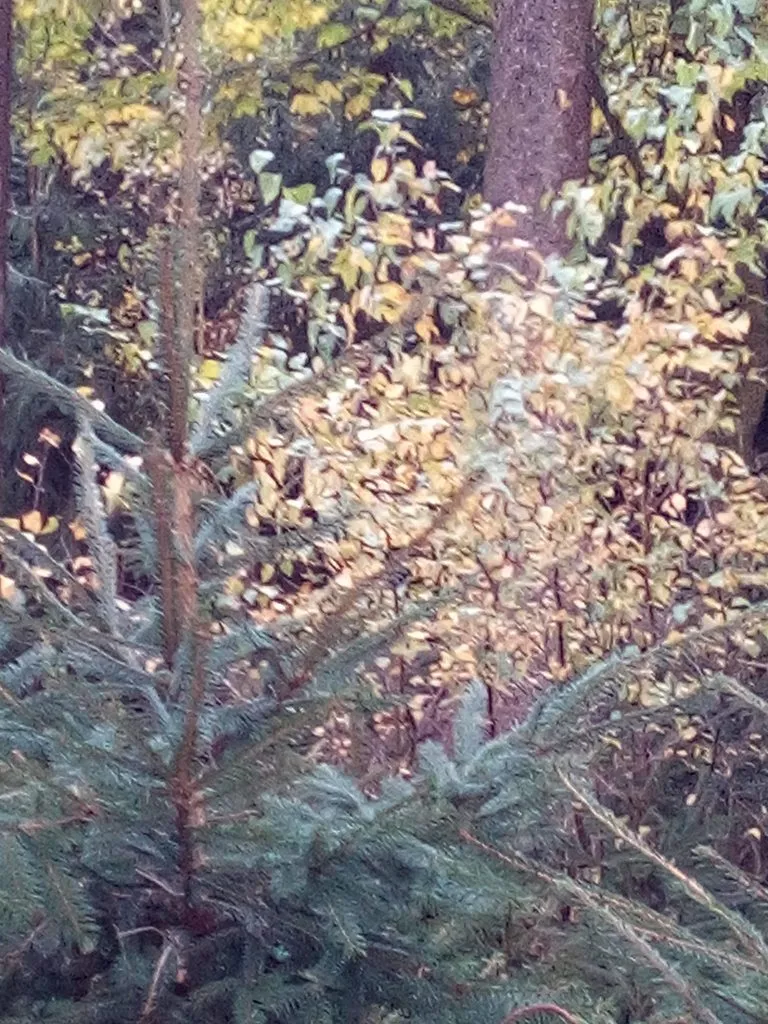 Чайная беседка