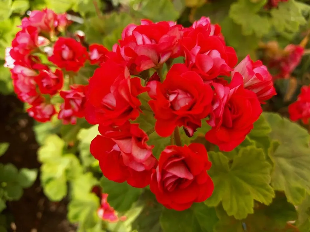 Чайная беседка