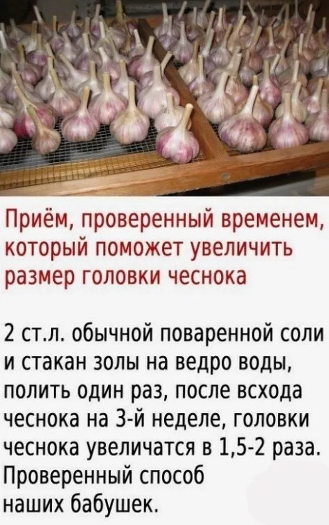 Садово-огородная  инфографика