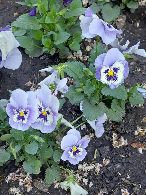 Чайная беседка