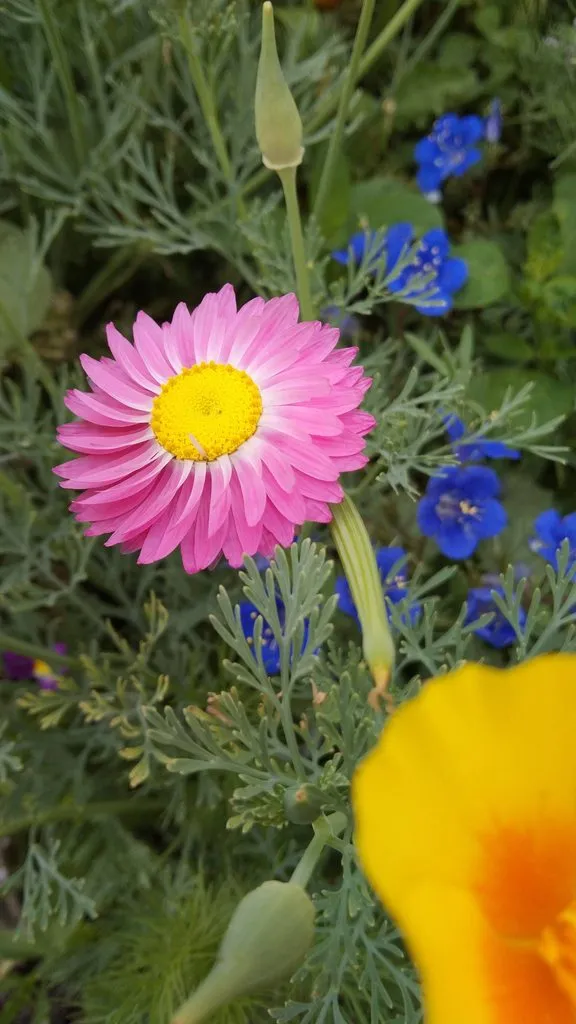 Чайная беседка