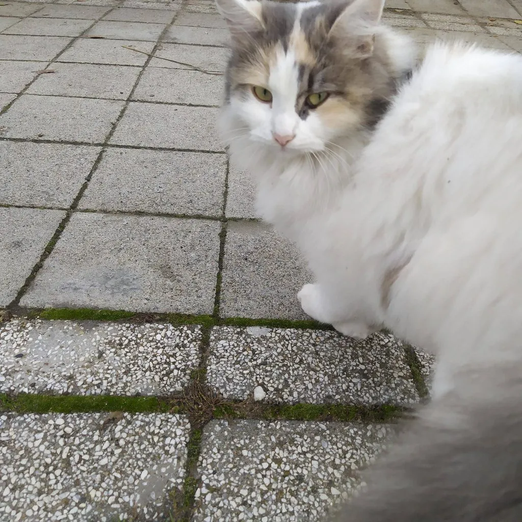 Чайная беседка