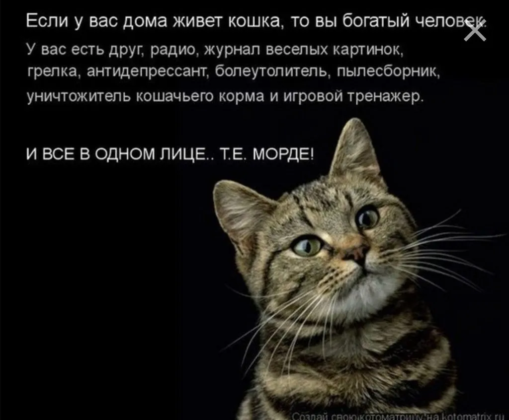 Кто сказал "Мяу"?