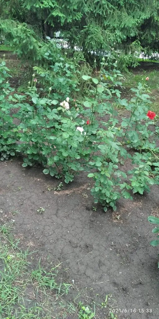 Tapтaлeтки & Ко