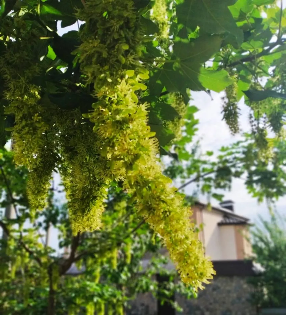 Чайная беседка