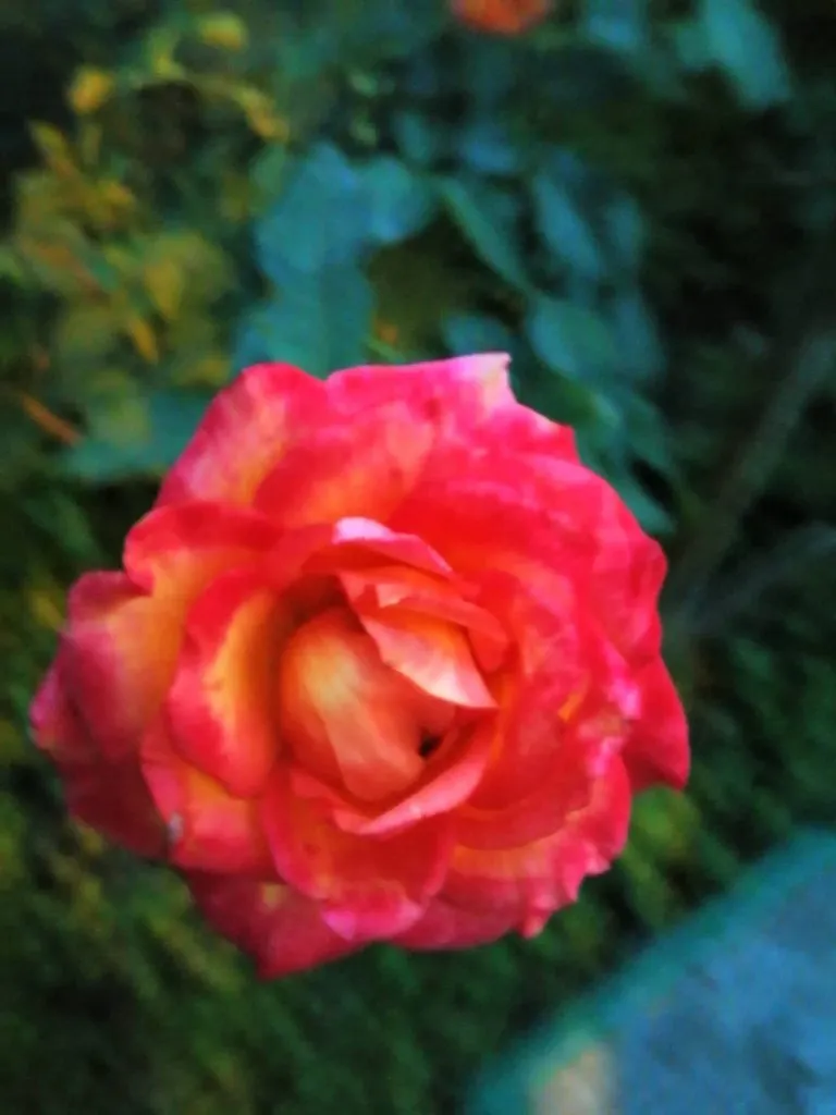 Чайная беседка