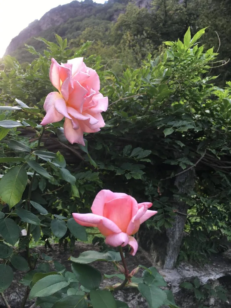 Чайная беседка