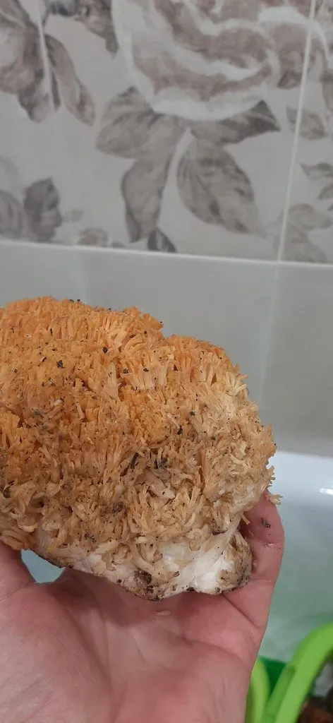 По грибы с лукошком