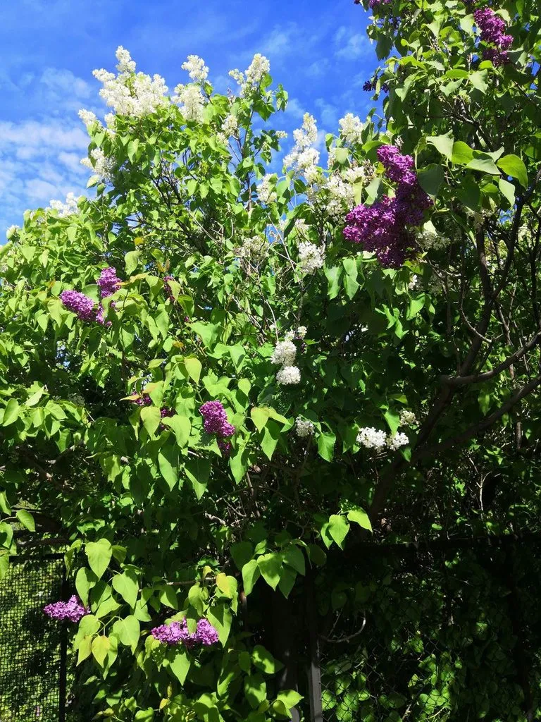 Чайная беседка