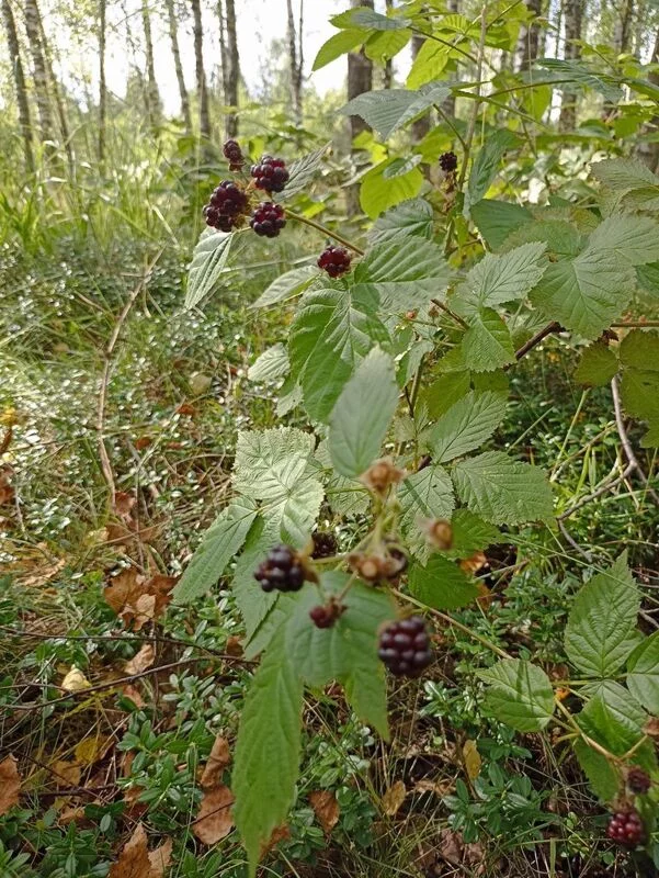 Фотонастроение