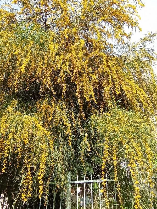 Чайная беседка