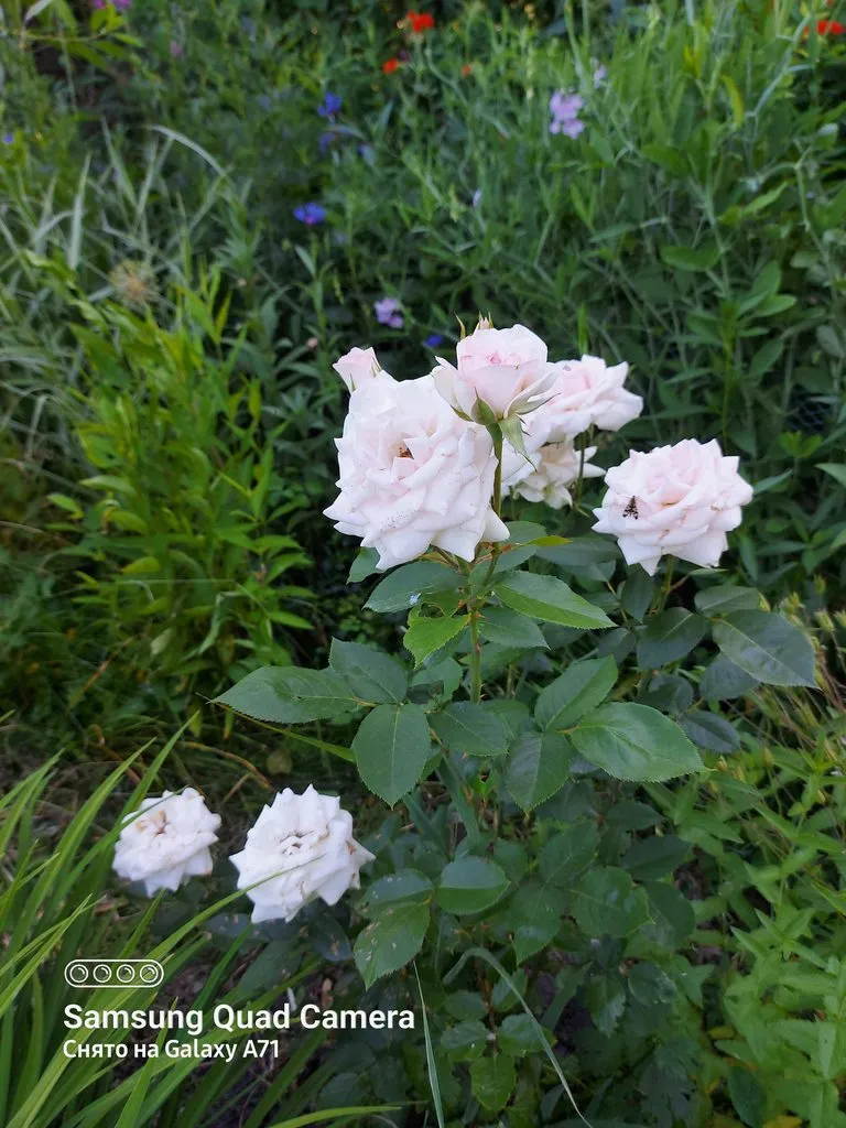 Tapтaлeтки & Ко