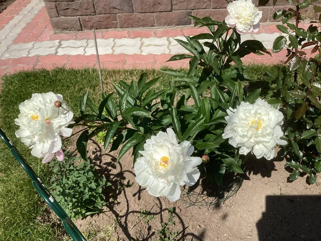 Флора