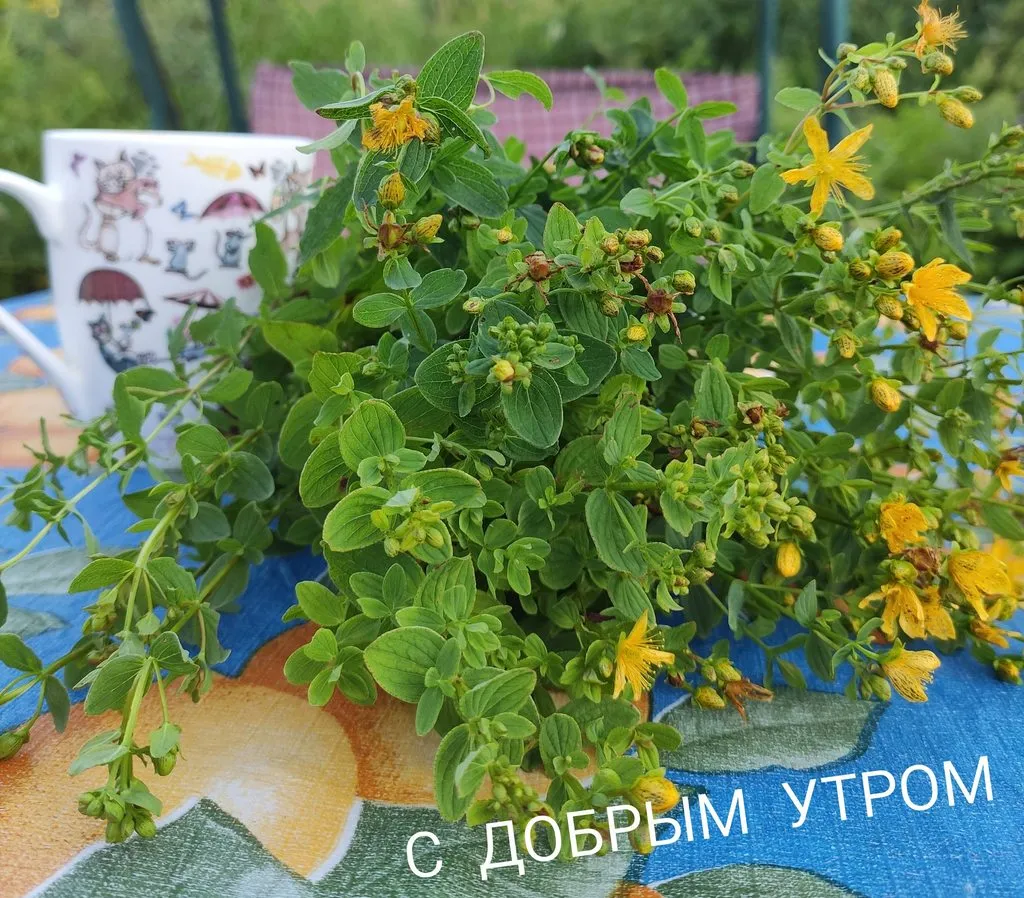 Кафе «У пани Сони»