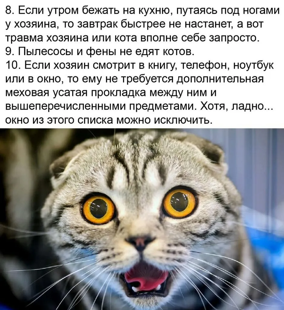 Кто сказал «Мяу»?