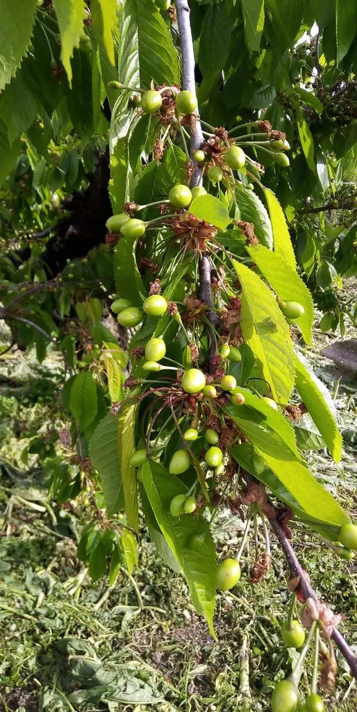 Чайная беседка