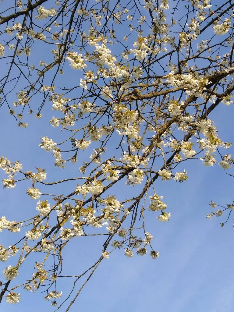 Чайная беседка