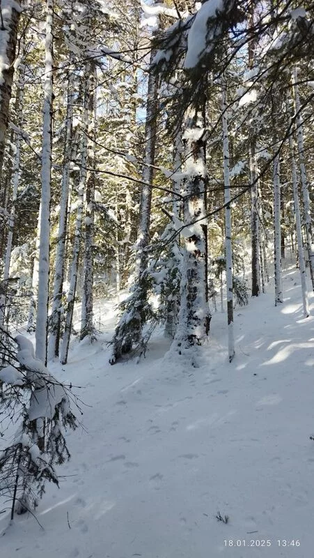 Чайная беседка