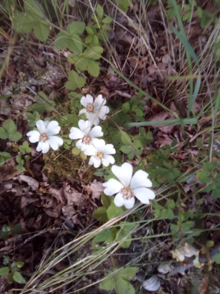 Чайная беседка