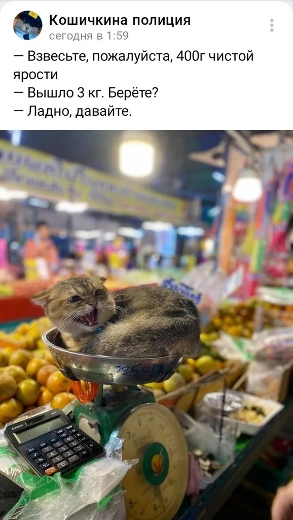 Кошичкина полиция