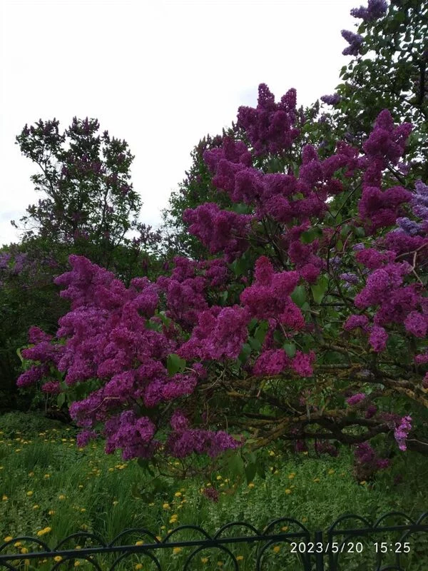 Чайная беседка