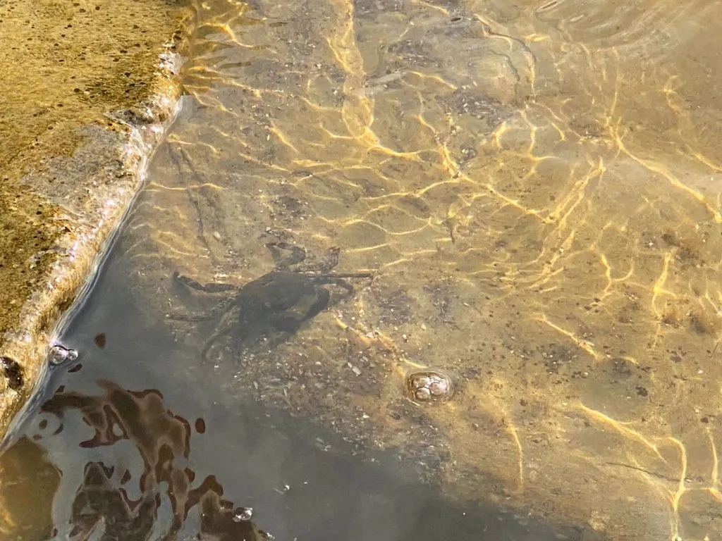 Чайная беседка