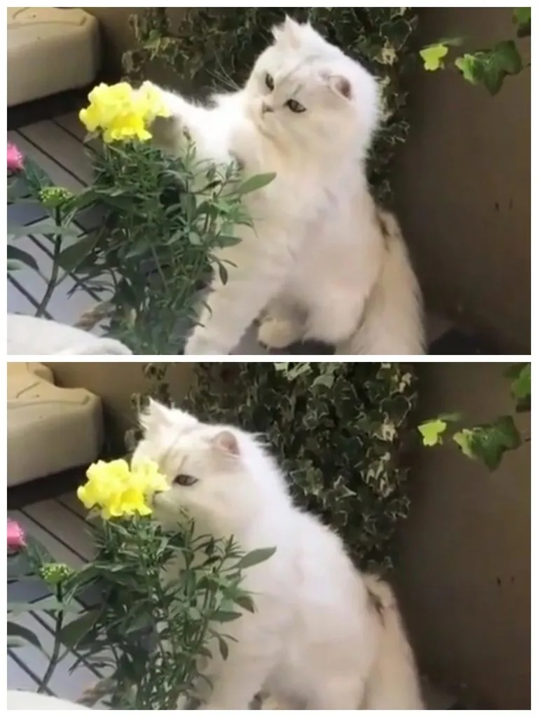 Кафе «У пани Сони»