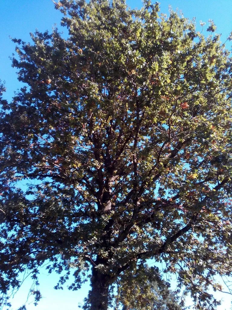 Чайная беседка