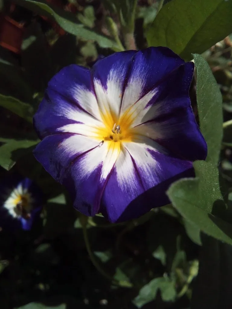 Чайная беседка